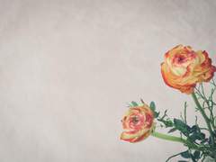 [실리 드와일럿]