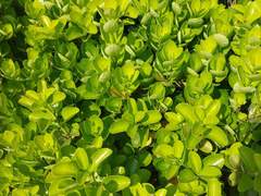 내 분수를 알아가는 중