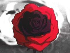 책 위에 피어나는 장미 한 송이