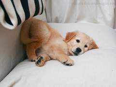 [차가차] 눈을 떠보니 애인이 애기가 된 일에 대하여 3