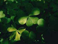 언젠간 밟아 버릴 네잎클로버