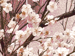 따스한 봄 날의 빛나는 살구꽃