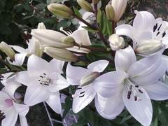 Li-百合 ｜ 女 ｜시아오