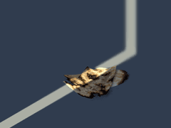 줄리아 골드스틴 | 29 | XX | 165