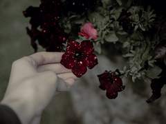 Trick or truth : 上