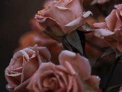 [윤겸새봄]독백