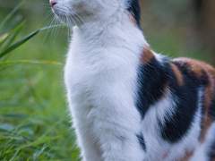 오렌지보석에게