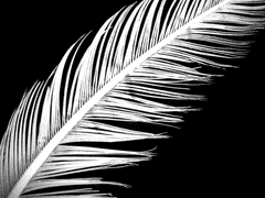 하얀 새가 앉을 때 - 1. Club "Riddle"