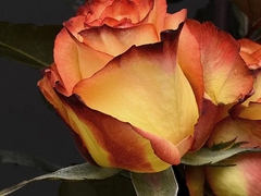 청려문대/문대른 & 유현유진 구간 상시판매