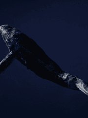 나의 필사적인 생존 일기.