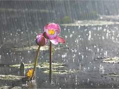 소나기가 내리는 날에.