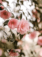 찬 겨울에 핀 꽃에게