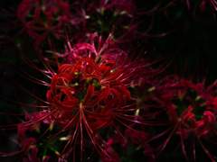 [흡툭죽/우소로나드라] Moon River