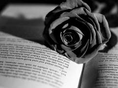 [필리아로제] 졸업