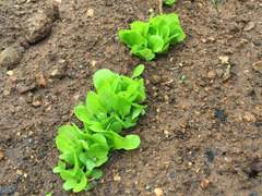 [농사일기] 자란다 자란다 자란다