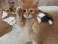 남의 연애에 끼면 개고생 3