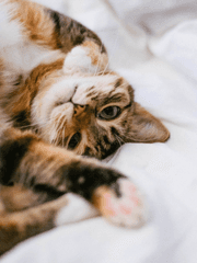 도를 아십니까?