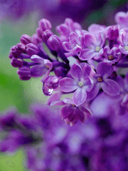 책빙의자 동생의 흑막 새언니