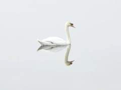 🦢 명예를 중시하는 백조