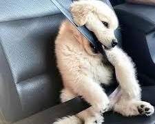 [차가차] 눈을 떠보니 애인이 애기가 된 일에 대하여 5