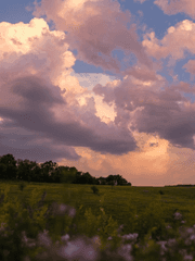 약속의 네버랜드