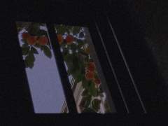 사랑에 관한 몇 가지 습작