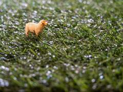 양치기의 로맨스