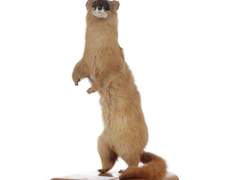 [꿈일기] 족제비 꿈