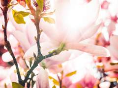 [웨이란] 春. 木蓮.