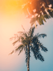 한 여름 밤의 꿀