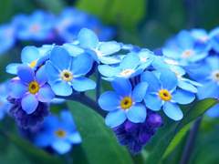 물망초 스물 두 송이