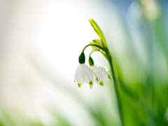 [련중길] 은방울꽃