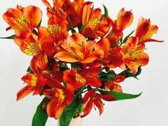 도리벤] 타케른 1