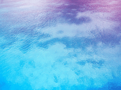 장미 향기 바다