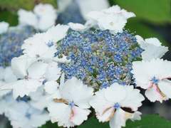 주술회전 드림주 프로필