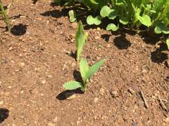 [농사일기] 자리 비움