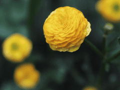 5월 2일생의 탄생화, 메리골드 (현느리비어스 생일)