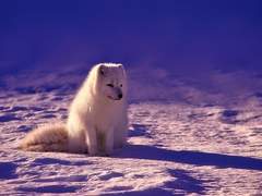 [DX3] 털 날리는 수라장