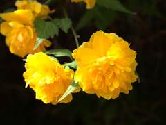 노란색, 동그랗고, 귀엽다!