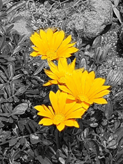 탐욕의 꽃을 피우리라