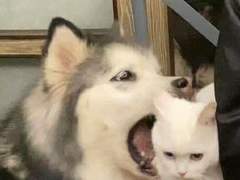 127막내 + 드림 일짱 Special 모먼트