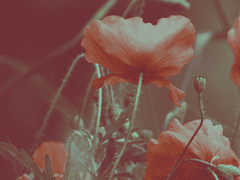 [파렐 C. 바커 / 남성 / 황실 / 백작]