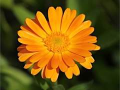 에우리디케의 모순