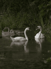 백조가 된 시의 조각