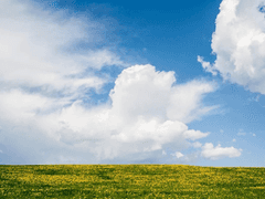 금작약이 만발한 정원에서