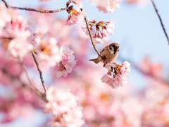 탄광 속의 카나리아처럼.