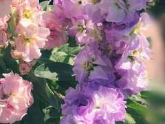 용촌리 프린세스 발레_05