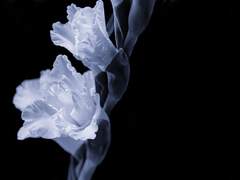 개화 전, 선향불꽃