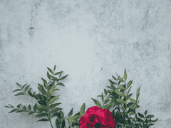 [판로/로맨스] 신을 키워드립니다.