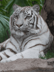 하얀 호랑이의 둥지